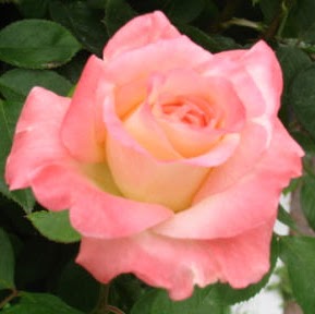 Darla Adams Photo 24