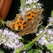 Robert Le Photo 39