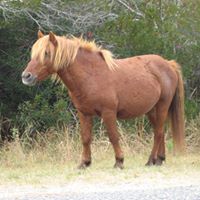 Susan Bendixen Photo 4