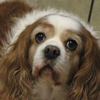 Paula Hollingsworth Photo 11