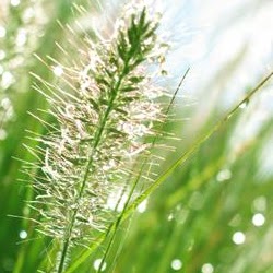 Travis Fields Photo 15