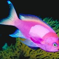 Jeffrey Wallace Photo 16