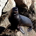 Cassandra Seals Photo 14