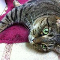 Diana Mcdaniel Photo 24