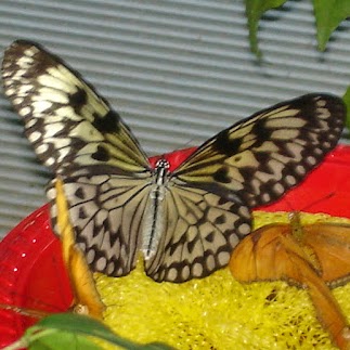 Cindy Abbott Photo 19