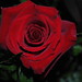 Scott Lockard Photo 29