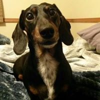 Duane Herman Photo 6