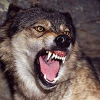 Corey Olson Photo 19