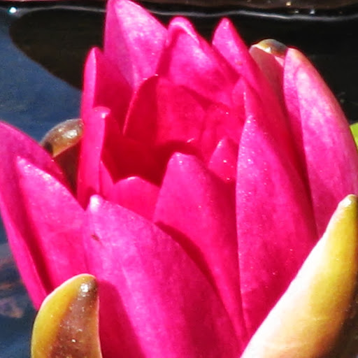 Marilyn Donovan Photo 9