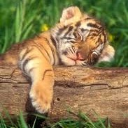 Franklin Manuel Photo 3