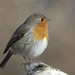 Robin Carr Photo 32