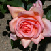 Helen Rose Photo 42