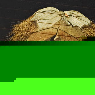 Jay Jacobsen Photo 9