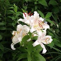 Carol Benoit Photo 23