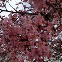 Kathy Gwinn Photo 4