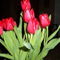 Beth Vogel Photo 34