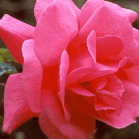 Paula Samuel Photo 16