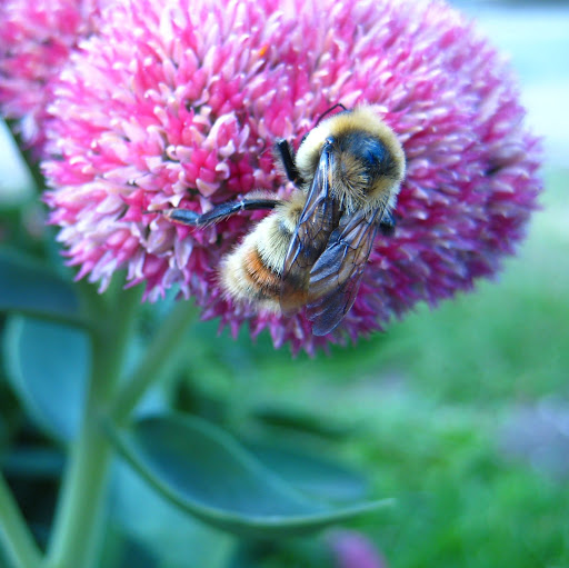 Robert Rossman Photo 12