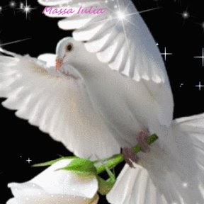 Cesar Castillo Photo 12