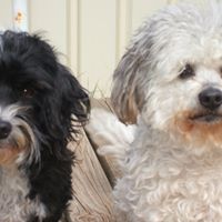 Dorothy Curtis Photo 10