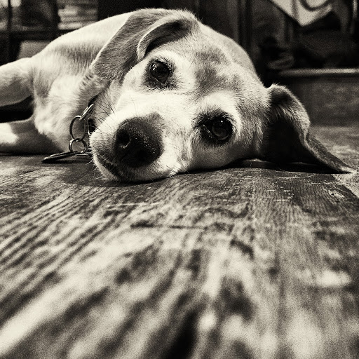 Ed Adams Photo 30