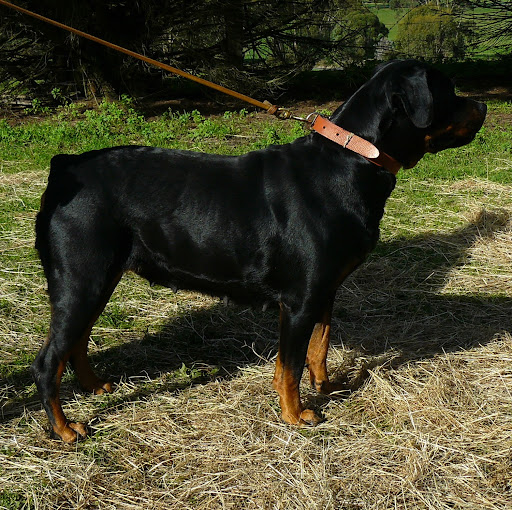 Diane Field Photo 24