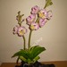 Thai Diep Photo 18