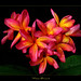 Jeannie Bloom Photo 4