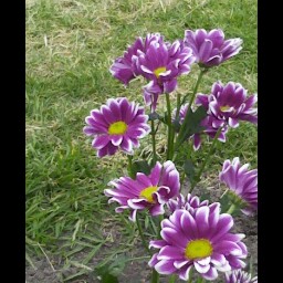 Linda Rowe Photo 32