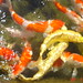 Stephen Carp Photo 10