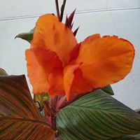 Diane Goebel Photo 10