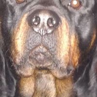 Kristine Boyer Photo 1