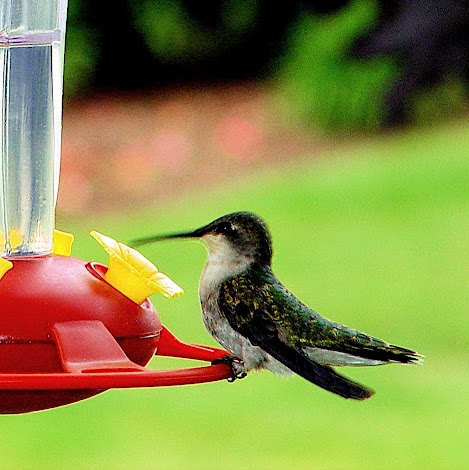 Nancy Silverman Photo 22