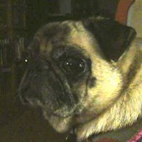 Peggy Gaines Photo 6