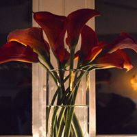 Dawn Cox Photo 33