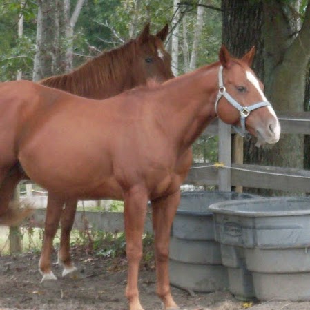 Rebecca Forbes Photo 13