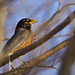 Robin Lemoine Photo 13