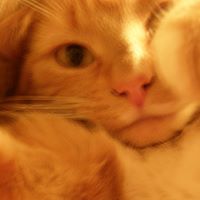 Cheryl Peterson Photo 18 Cheryl Peterson Photo 18