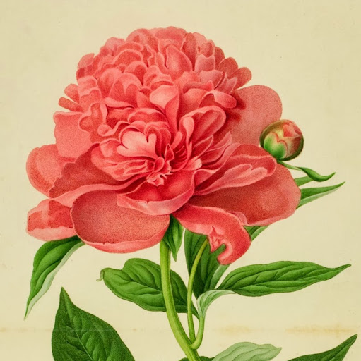 Cora Brown Photo 21 Cora Brown Photo 21