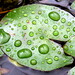 Lily Ko Photo 6