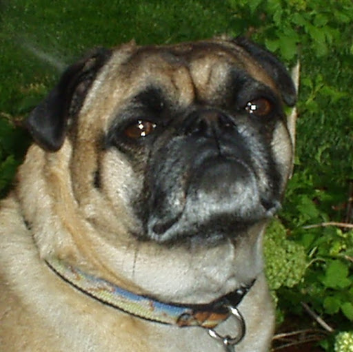 Steven Bruce Photo 45 Steven Bruce Photo 45