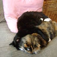 Susan Schafer Photo 26