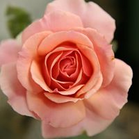 Alice Ritter Photo 24
