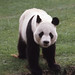 Yen Le Photo 22