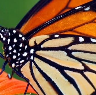 Ruth Higgins Photo 34