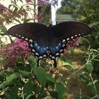 Lisa Arsenault Photo 33