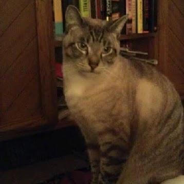 Misty Griffin Photo 12
