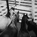 William Rudolph Photo 31