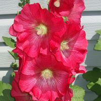 Mary Henninger Photo 17