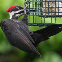 Marianne Mcmahon Photo 7